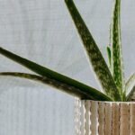 Biophiles Design: Harmonische Integration von Natur in Ihr Zuhause