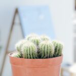 Terrakotta, die kühlt: Poröse Möbel und Textilien mit Verdunstungseffekt – stille Mikroklima-Booster für Küche, Wohnzimmer und Balkon